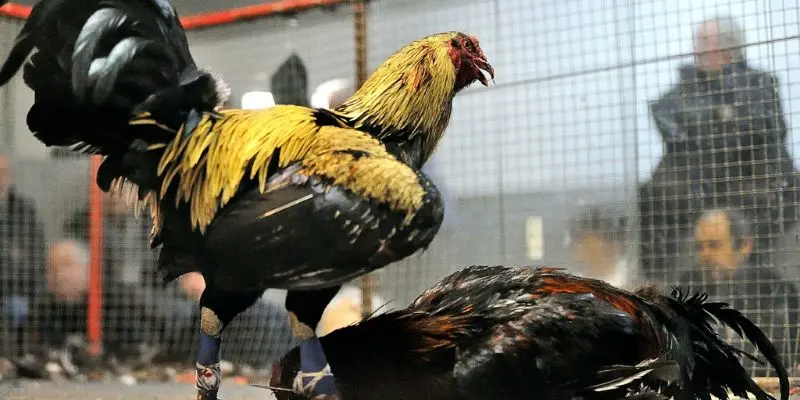 Tổng quan về sảnh Đá gà 888