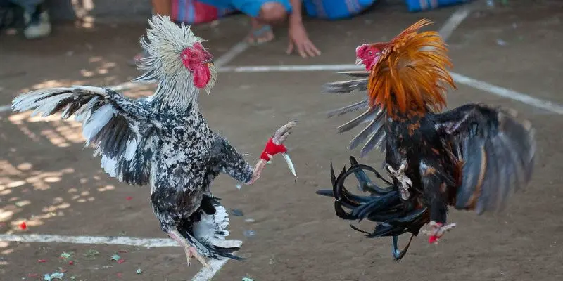 Địa điểm liên kết trực tiếp với sân chơi Đá gà 888