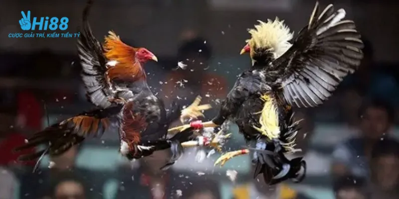 Một số điều cần biết về đá gà Philippines