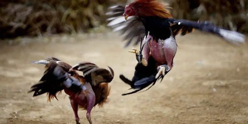 Các phương thức đá gà Philippines phổ biến nhất