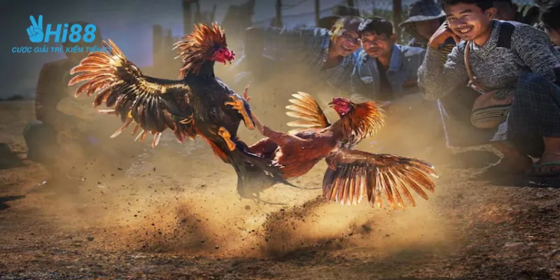 Cách nhận biết chiến kê xuất sắc