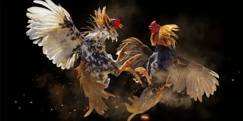 Giới thiệu sảnh Đá gà SV388