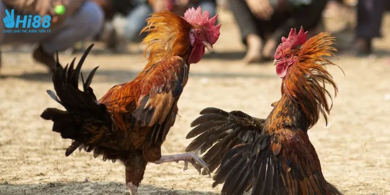 Tìm hiểu cách chọn gà đá tốt khi cược đá gà 
