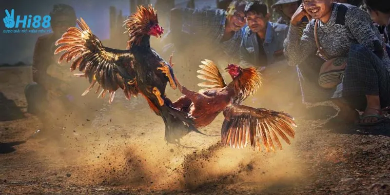 Tìm hiểu kinh nghiệm cược đá gà trực tiếp thắng đậm