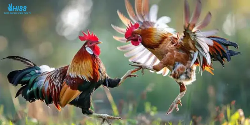 Một số thông tin nổi bật về trực tiếp đá gà cpc3