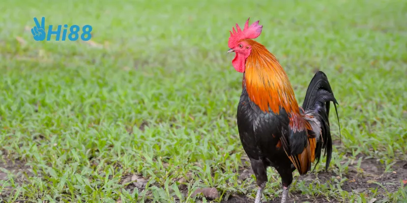 Hi88 mang đến những trận đấu gà đỉnh cao từ các chiến kê xuất sắc nhất.