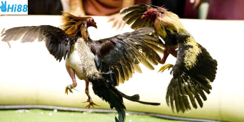 Chiến thuật tấn công và phòng thủ hấp dẫn người chơi