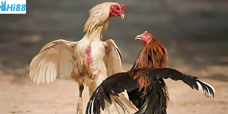 Đá gà cựa dao bộ môn hấp dẫn người chơi