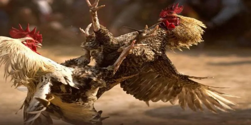 Tận Hưởng Đá Gà Cựa Kim Tại Hi88 Không Thể Bỏ Qua