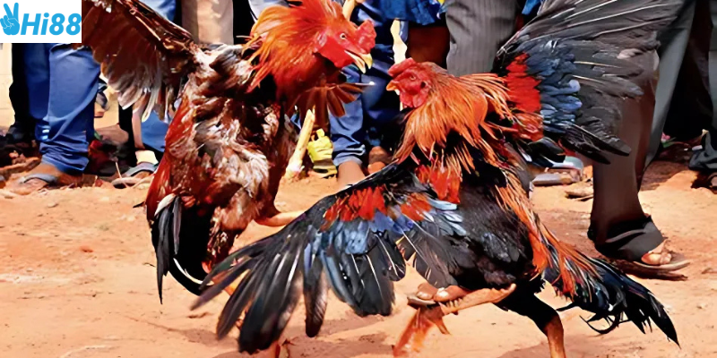 Hình ảnh sắc nét và cập nhật trận đấu nhanh