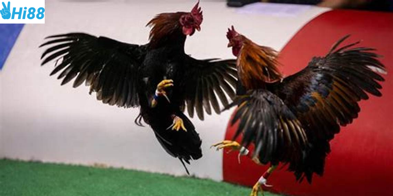 Khám phá sức hấp dẫn của đá gà chiến thuật tại Hi88
