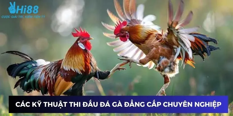 Kỹ năng thi đấu đá gà chuyên nghiệp