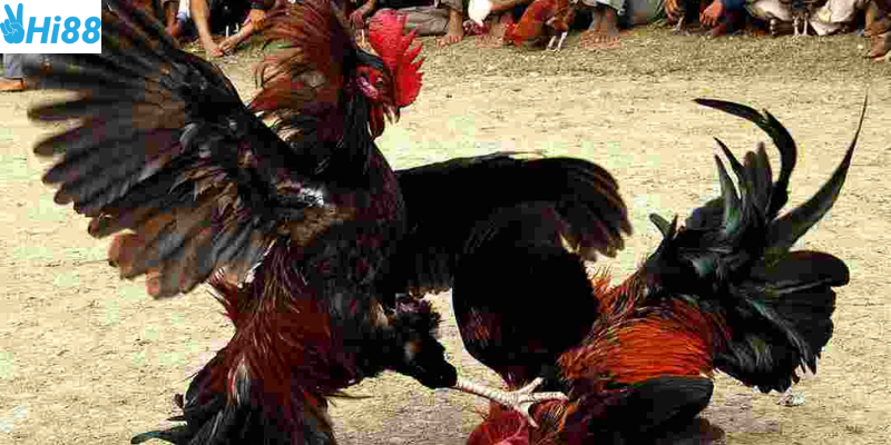 Nắm vững các loại cược phổ biến và mẹo chơi hiệu quả