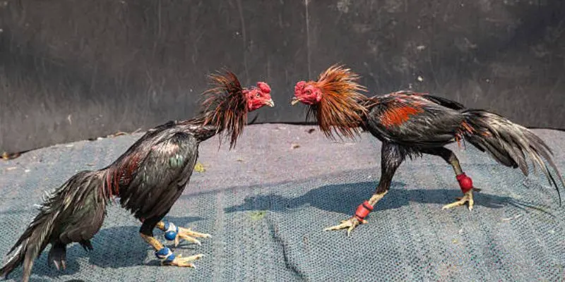 Vì sao trực tiếp đá gà tre được yêu thích tại Hi88?