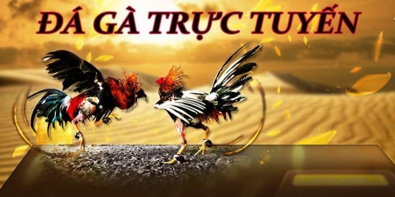 Nền tảng trực tuyến còn cung cấp các mẹo và chiến lược cược