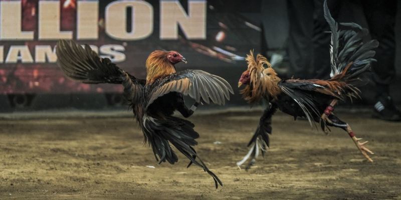 Chơi đá gà trực tuyến giúp người chơi cảm nhận được sự hấp dẫn