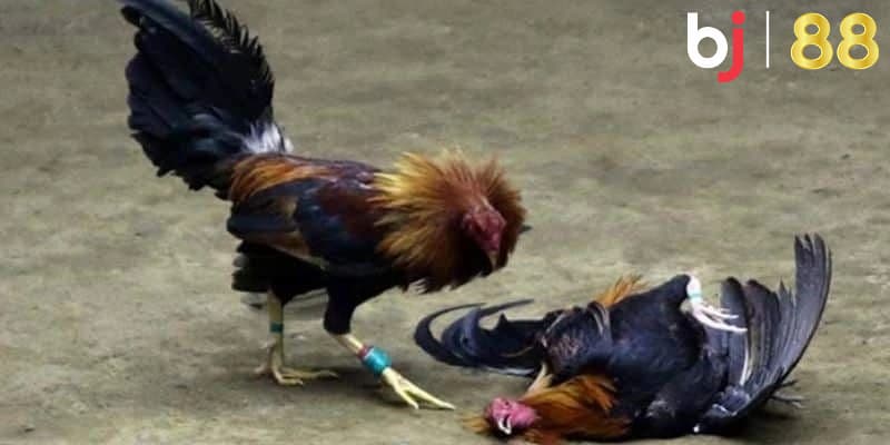 Ưu điểm mà loại hình đá gà Thomo BJ88 mang lại