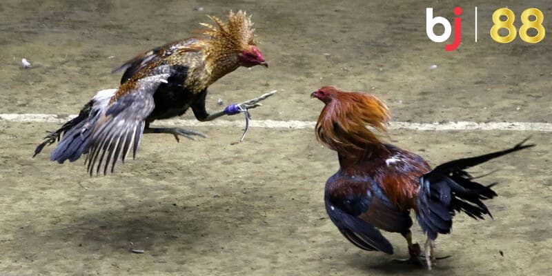 Các loại kèo đá gà Thomo BJ88 mà bạn nên biết