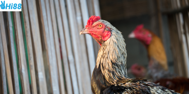 Đăng ký tài khoản và lựa chọn loại cược phù hợp