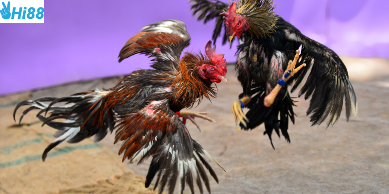 Khám phá đá gà địa phương Châu Á cùng nhà cái