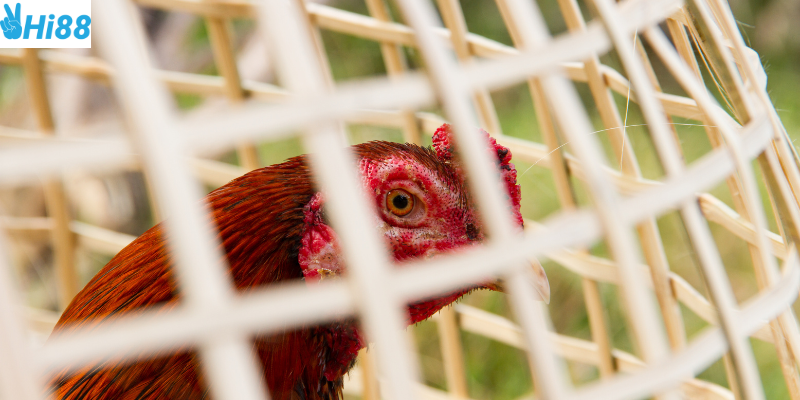 Khám phá Đấu Trường Gà Khổng Lồ tại Hi88