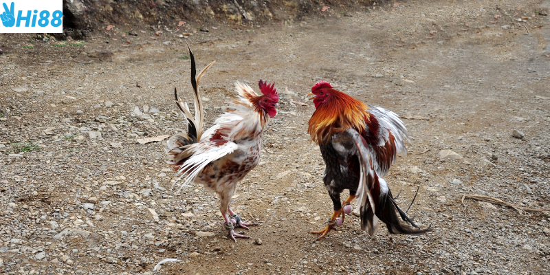 Khám phá Gà Chiến Thắng Vàng Campuchia tại Hi88