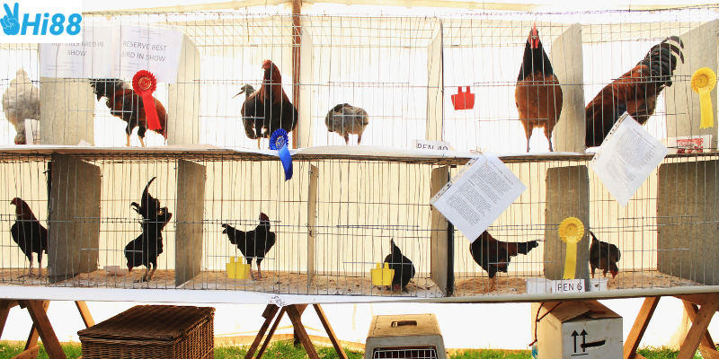 Luật chơi đơn giản và đấu trưởng chân thật