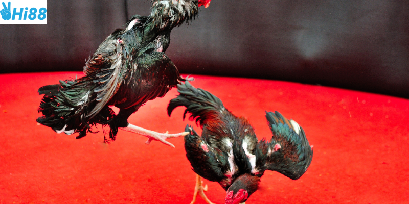Tham gia cược Đấu Trường Gà Bất Bại tại Hi88