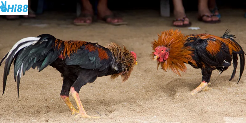 Tham gia cược gà chọi Xứ Bắc cùng nhà cái