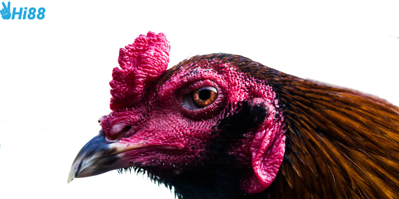 Tham gia đá gà Hoàng Gia Quốc Tế cùng nhà cái