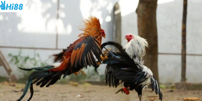 Tham gia đặt cược an toàn với sự hướng dẫn từ nhà cái