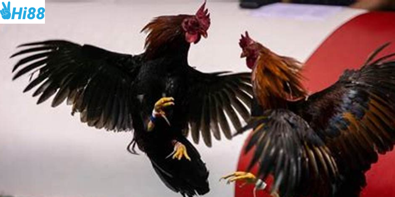 Thưởng hấp dẫn người chơi mới