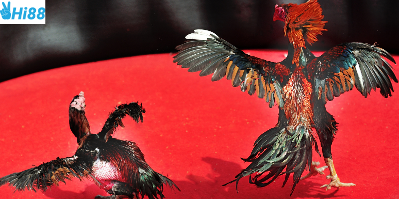 Tìm hiểu phong cách chiến kê và tỷ lệ cược