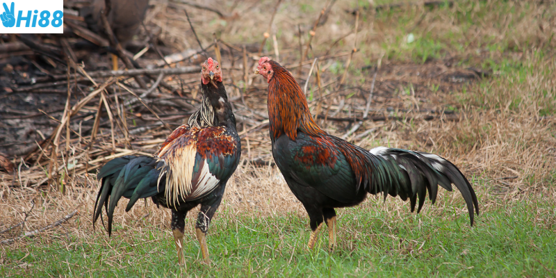 Tìm hiểu thông tin và tính toán tỷ lệ thắng